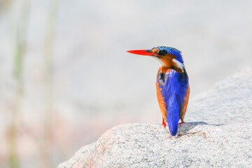 Malachite Kingfisher perched on a rock