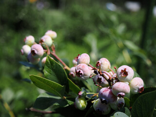 色づくまえのブルーベリー