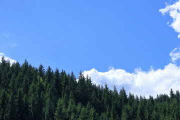 Lush green conifer forest under bright blue sky with fluffy white clouds, peaceful nature landscape, summer mountain scenery.