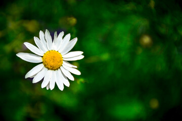 Fototapeta premium a single daisy flower in full bloom. Vibrant white chamomile with copy space for postcards, botanical designs, articles about flora and gardening, social media, Packaging design or organic products