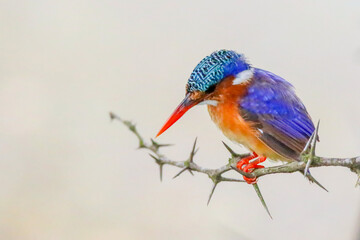 Malachite Kingfisher on thorny perch
