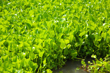 Dense cluster of water hyacinth plants floating on the water surface.
