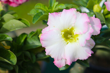 Adenium obesum, Desert rose flowers in full bloom.