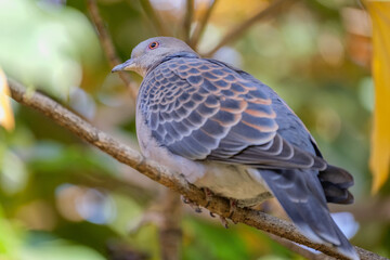 Emerald Dove Resting in Dense Foliage, Tokyo, Japan