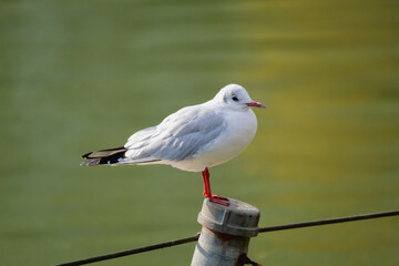 Black-headed Gull Resting on Pond, Tokyo, Japan