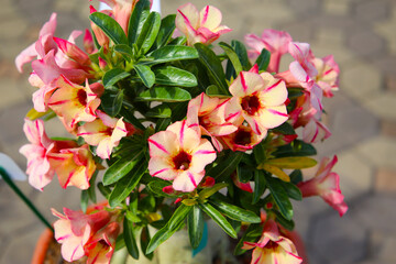 Adenium obesum, Desert rose flowers in full bloom.