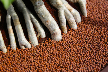 Adenium obesum with thick exposed roots above soil and clay pebbles.