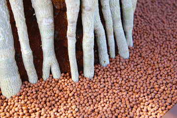Adenium obesum with thick exposed roots above soil and clay pebbles.
