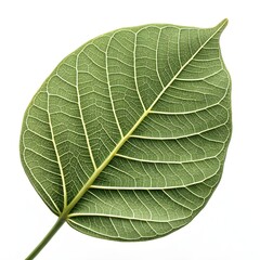 Obraz premium Ficus Rubiginosa Leaf Rich Green Tropical Foliage with Subtle Rust-Colored Underside and Smooth Texture on Bright White Background for Timeless Botanical Decor and Natural Design Themes