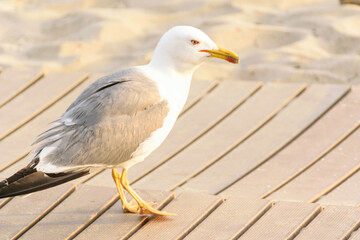 Fototapeta premium A detailed portrait of a white and grey seabird with a yellow beak in the sun nature's beauty concept