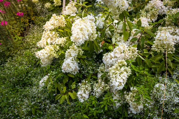 White Panicle Hydrangea Blooms in Summer Garden