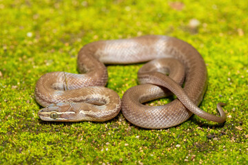 Brown House Snake (Boaedon capensis) Close-Up on Mossy Ground – Non-Venomous African Reptile