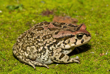 Raucous Toad (Sclerophrys capensis), also known as a Ranger’s toad, on Mossy Ground – African Amphibian Close-Up
