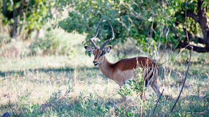 Impala in the Okavango delta