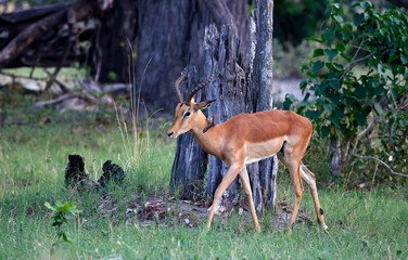 Impala in the Okavango delta