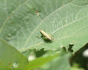 macro of a green insect