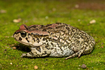 Raucous Toad (Sclerophrys capensis), also known as a Ranger’s toad, on Mossy Ground – African Amphibian Close-Up
