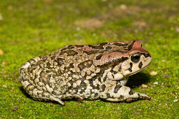 Raucous Toad (Sclerophrys capensis), also known as a Ranger’s toad, on Mossy Ground – African Amphibian Close-Up