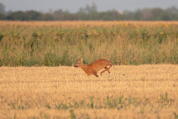 Photo of a beautiful roe deer in mating season	
