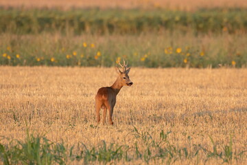 Photo of a beautiful roe deer in mating season	