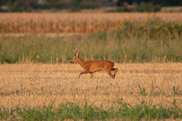 Photo of a beautiful roe deer in mating season	