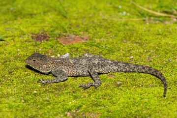 Southern Rock Agama (Agama atra), also known as a southern African rock agama, on Mossy Ground – African Reptile Close-Up