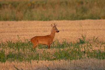Photo of a beautiful roe deer in mating season	