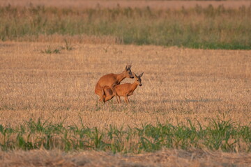 Photo of a beautiful roe deer in mating season	