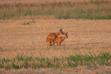 Photo of a beautiful roe deer in mating season	