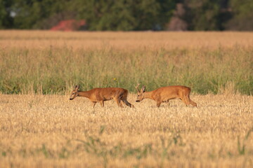 Photo of a beautiful roe deer in mating season	