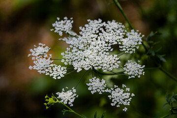 Queen Anne's Lace