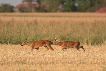 Photo of a beautiful roe deer in mating season	
