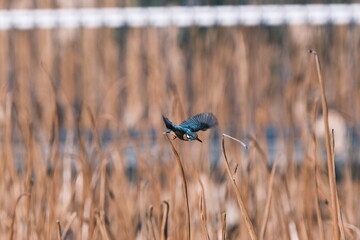 Common Kingfisher Taking Off from Withered Lotus Leaf, Tokyo, Japan
