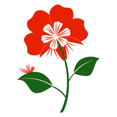 tropaeolum tuberosum  silhouette vector isolated on white