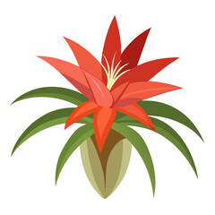  tillandsia butzii vector  on white