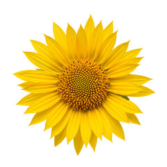 Fototapeta premium Bright yellow sunflower blossom with dark brown center isolated on transparent background