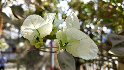 a close up of a plant