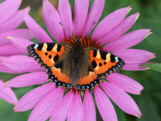 Small tortoiseshell (Aglais urticae) butterfly on Echinacea purpurea flower