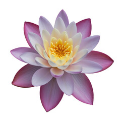 Beautiful Lotus Flower in Full Bloom