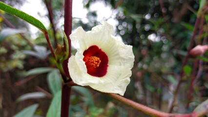 a white flower with a red center