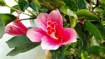 a pink flower with green leaves