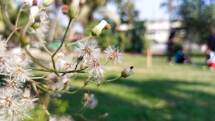 a close up of a plant with white flowers