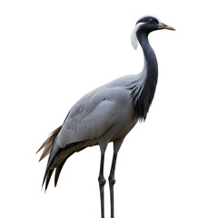 Obraz premium Demoiselle Crane bird with gray plumage and black accents isolated on transparent background
