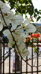 
white leaves on a tree