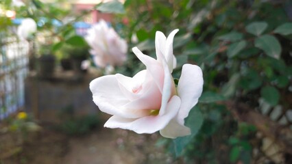 a close up of a flower