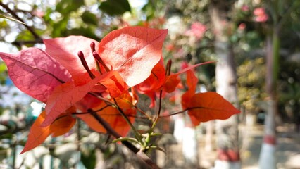 a close up of orange leaves