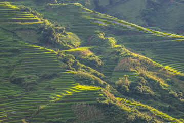 Rice fields on terraces of Mu Cang Chai, Vietnam.