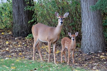 
White tailed deer, doe and fawn near city park in Wisconsin.
