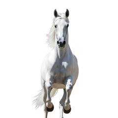 Fototapeta premium Majestic white horse galloping forward with flowing mane and tail isolated on transparent background