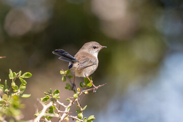 Fairywren Perched on Bush with Tail Raised
